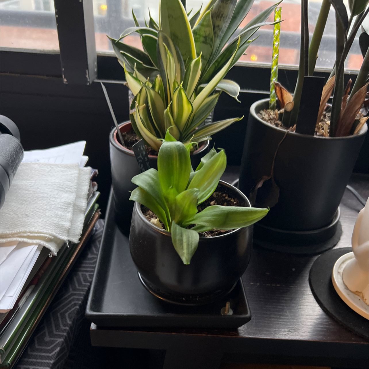 Photo of the plant species Tiger Star Snake Plant by @miki named Sansevieria ‘Tiger Star’ on Greg, the plant care app