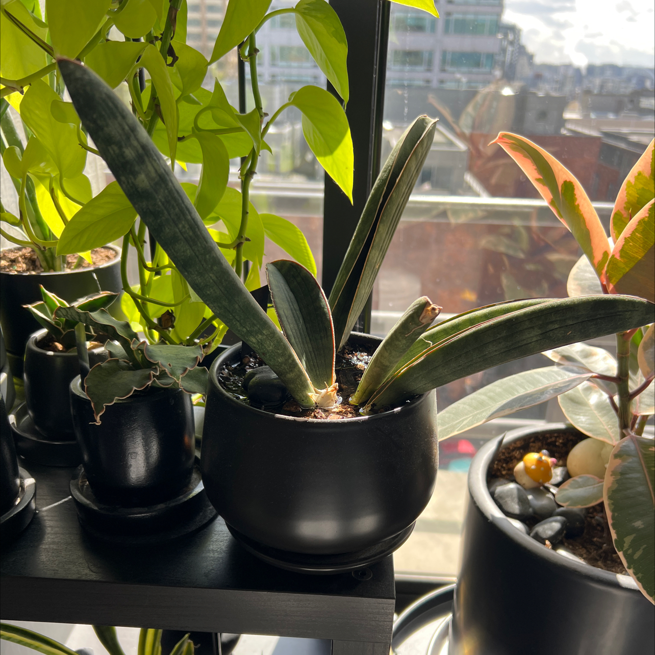 Photo of the plant species Baseball Bat by @miki named Sansevieria Hallii (baseball bat) on Greg, the plant care app