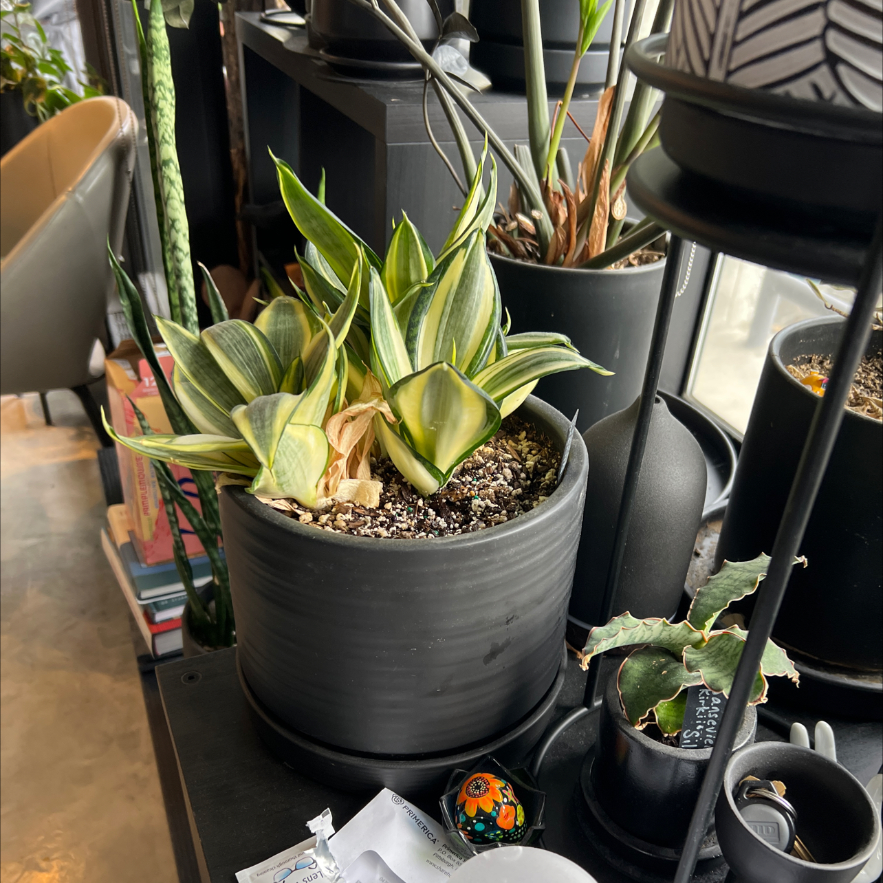 Photo of the plant species Gold Star Hahnii by @miki named Sansevieria hahnii Gold Star on Greg, the plant care app