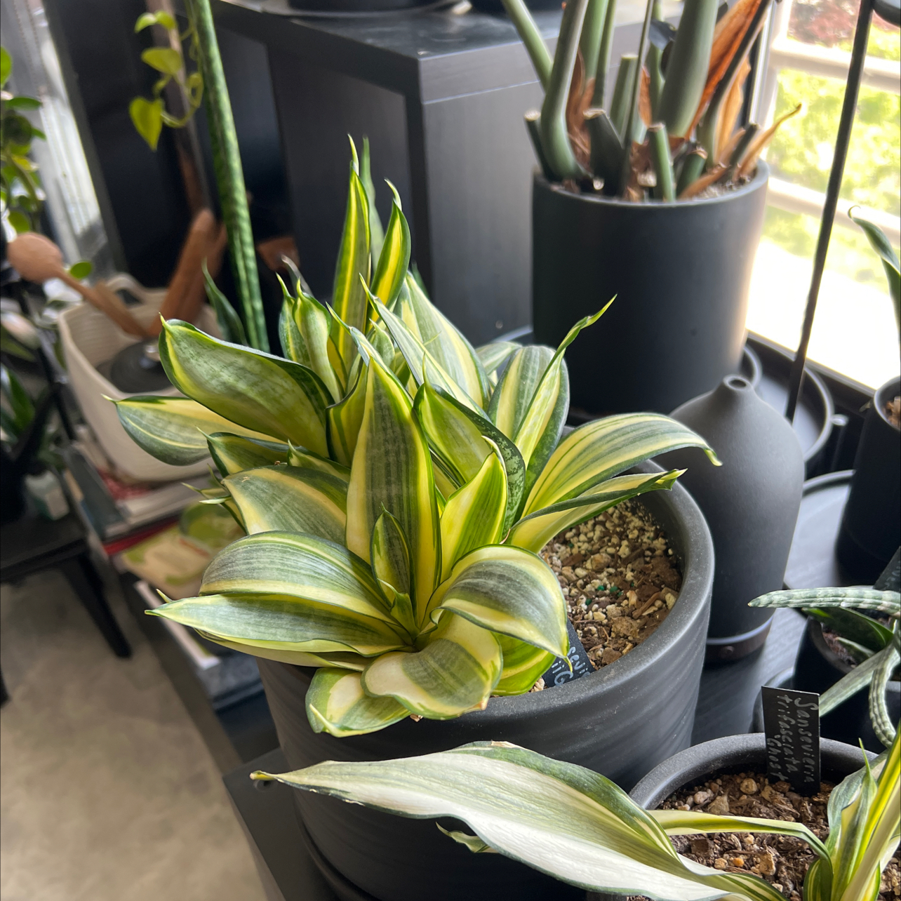 Photo of the plant species Gold Star Hahnii by @miki named Sansevieria hahnii Gold Star on Greg, the plant care app