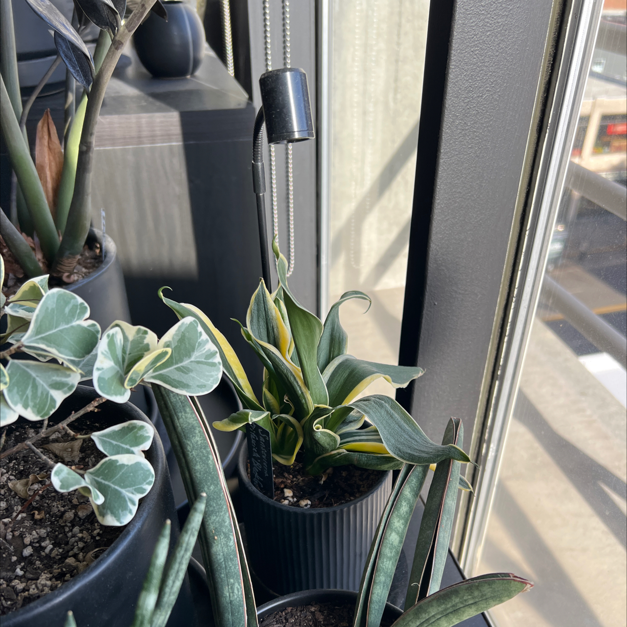 Photo of the plant species Black Gold Snake Plant by @miki named Sansevieria trifasciata Black Gold on Greg, the plant care app