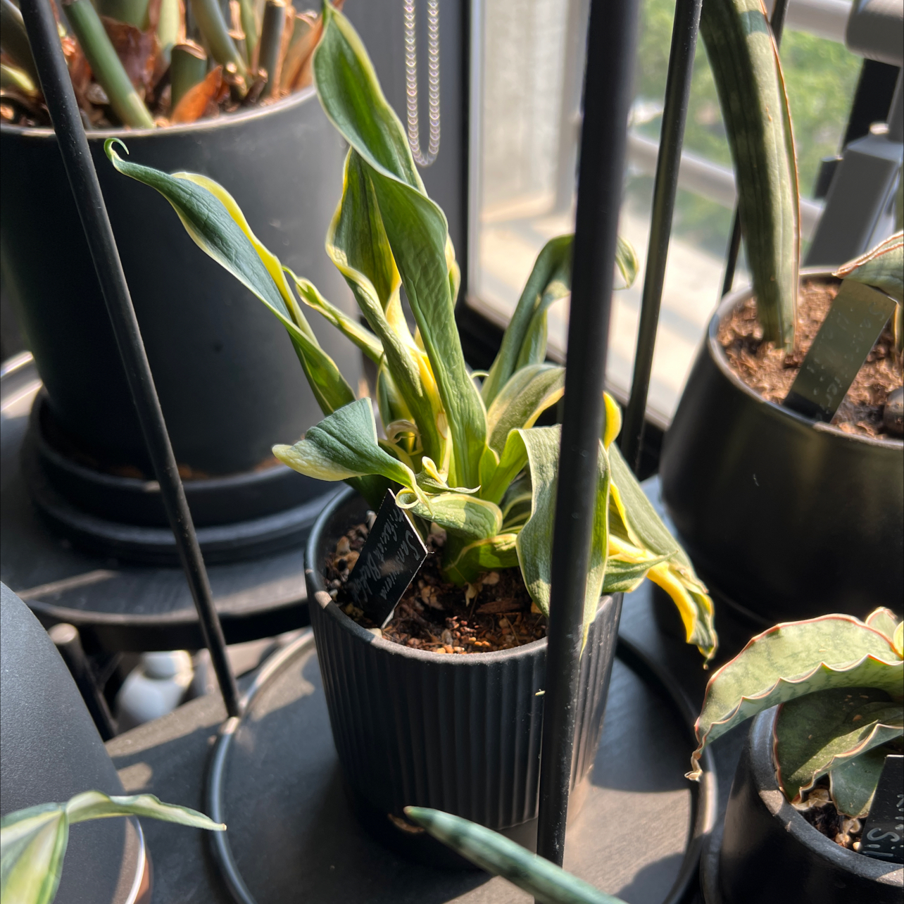 Photo of the plant species Black Gold Snake Plant by @miki named Sansevieria trifasciata Black Gold on Greg, the plant care app