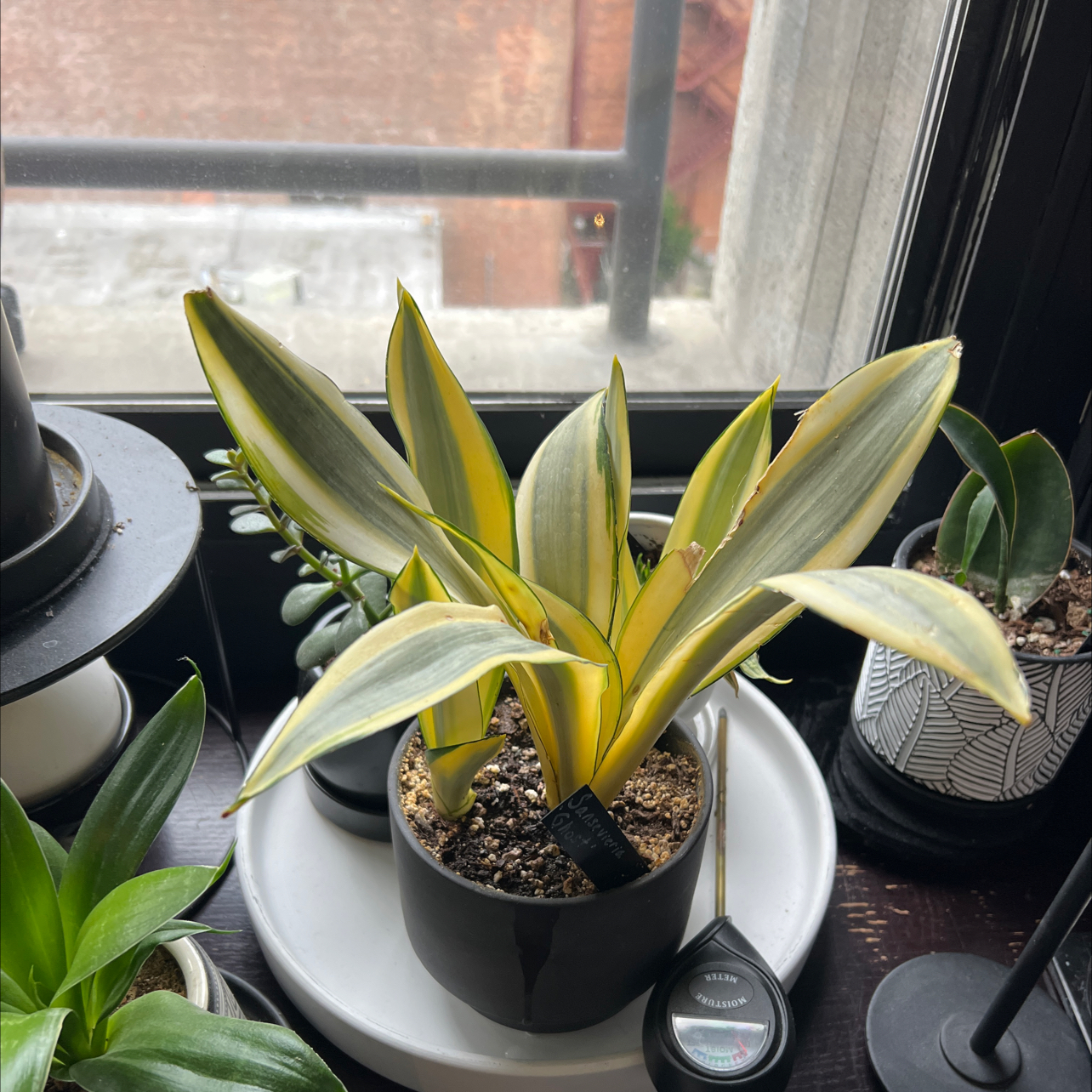 Photo of the plant species Ghost Snake Plant by @miki named Sansevieria trifasciata’Ghost’ on Greg, the plant care app