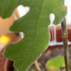 Photo of the plant species Celeste Fig by @miki named Celeste Fig on Greg, the plant care app
