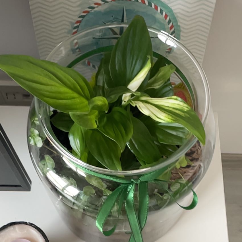 Photo of the plant species Snowflower by @bananoluczo named Kardashian on Greg, the plant care app