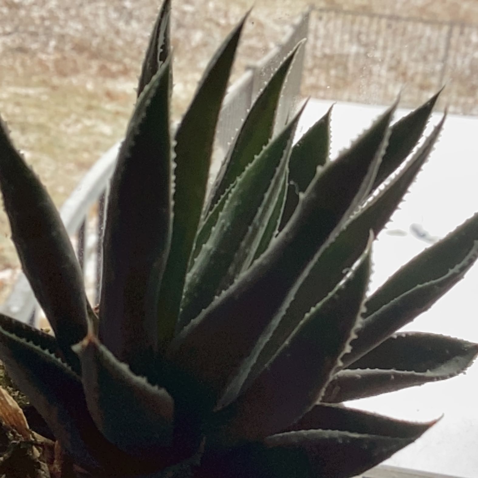 Photo of the plant species Haworthia glauca var. herrei by @DaintySquash named Kettle on Greg, the plant care app