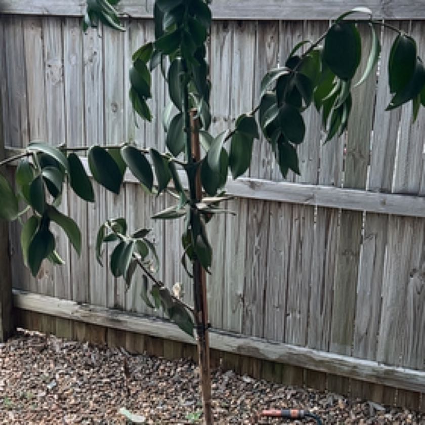 Plant care for Kauri on Greg, the plant care app