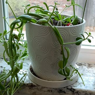 String of Dolphins plant in Houston, Texas