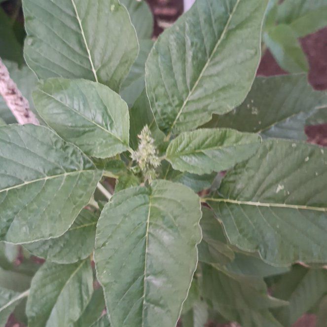 Photo of the plant species Careless Weed by @YardAjídulce named Keanu Leaves on Greg, the plant care app