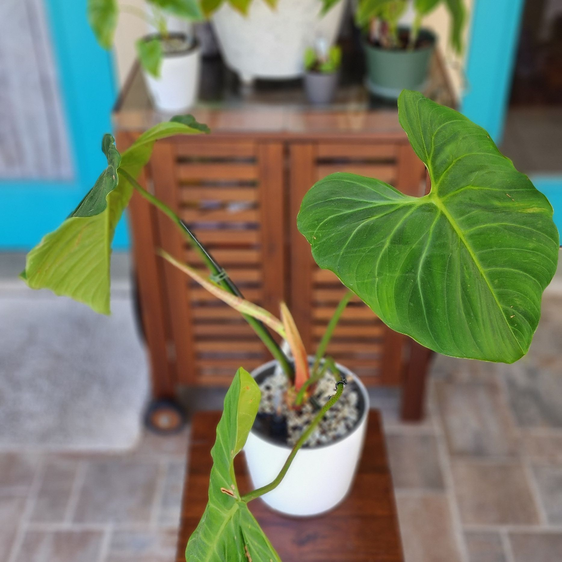 Philodendron El Choco Red plant in a white pot with some yellowing and browning leaves.