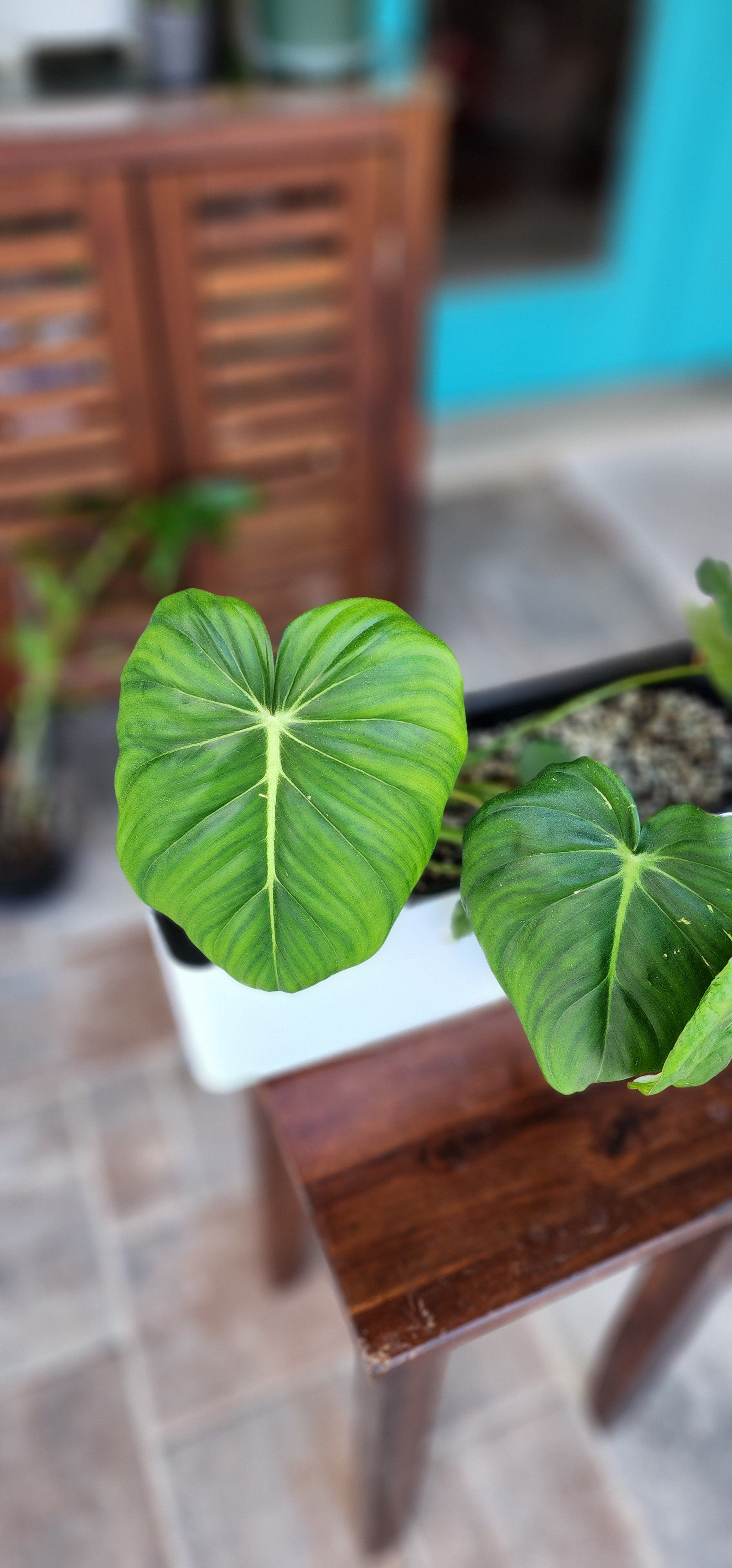 Philodendron Pastazanum plant with large green leaves in a pot on a wooden table.