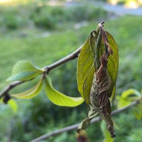Photo of the plant species Pawpaw by @RegnantTokyosun named LiloStitch on Greg, the plant care app
