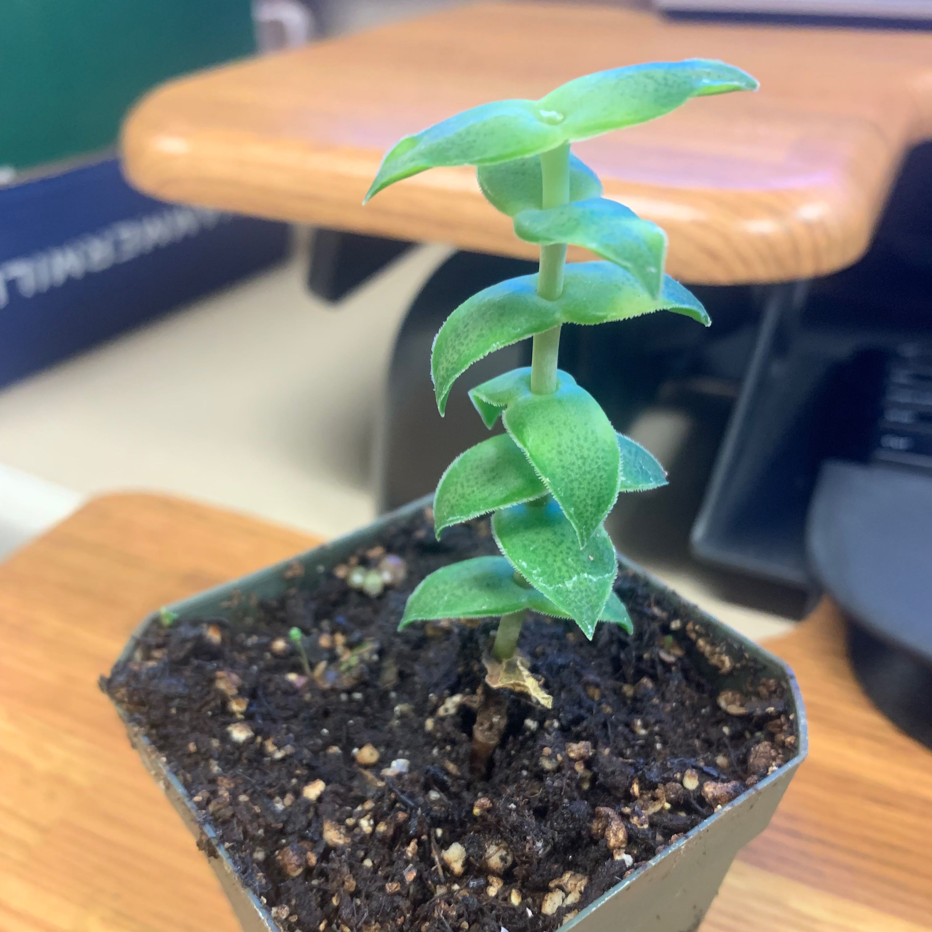 A healthy Sea Sandwort plant in a small pot with visible soil.