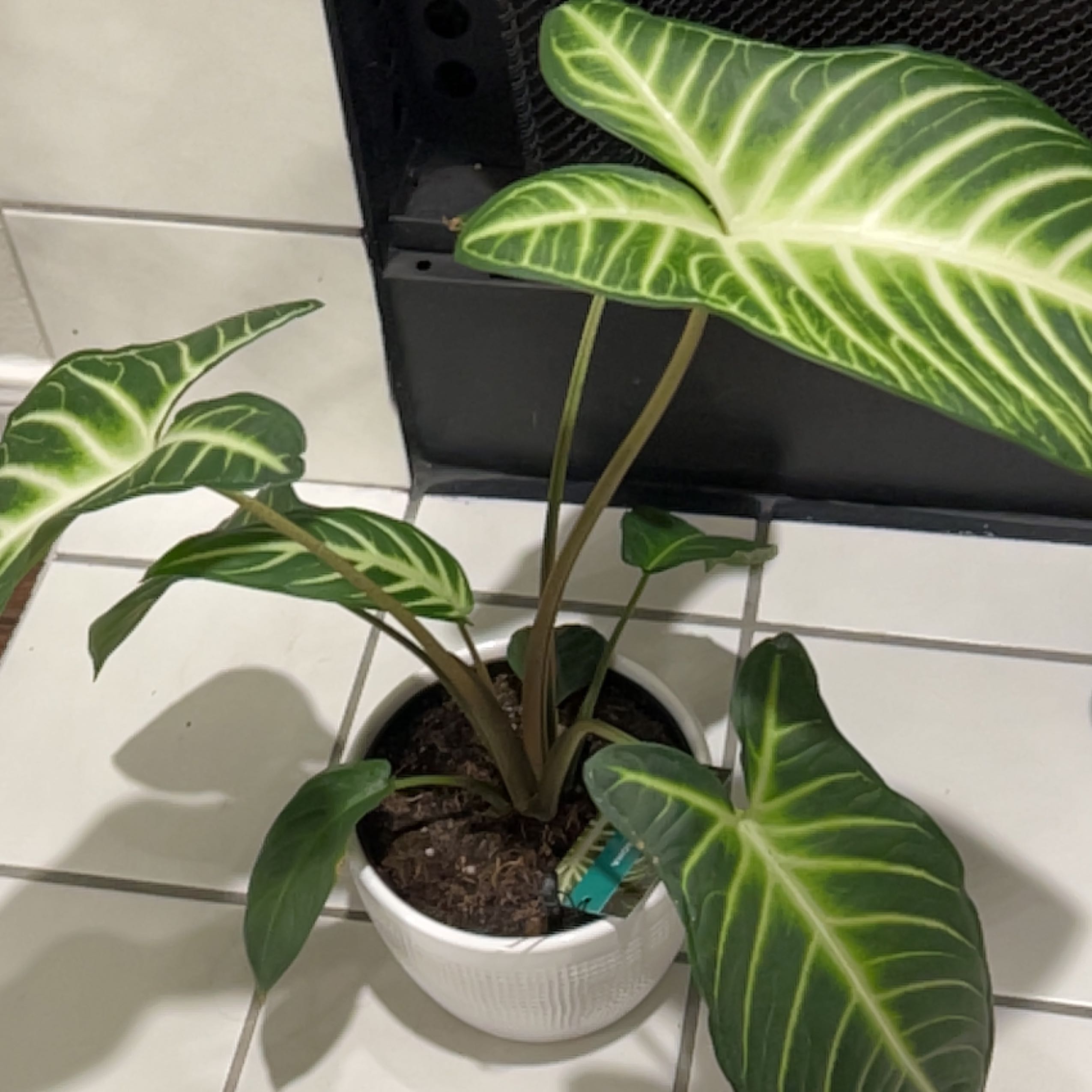 Xanthosoma Angel wings plant in a white pot with healthy green leaves and prominent white veins.