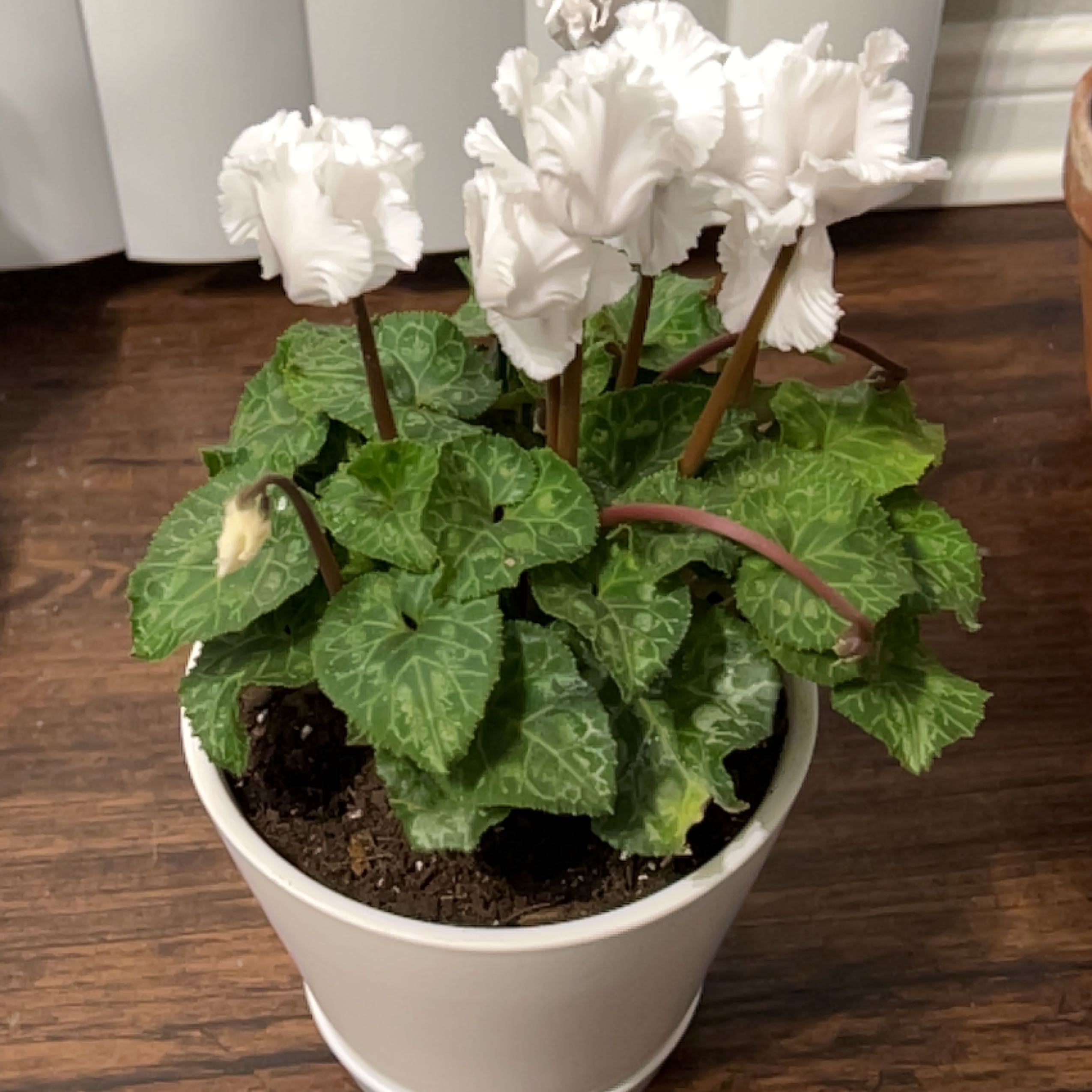 Photo of the plant species Cyclamen 'Friller White' by @BusySweetmint named Delilah on Greg, the plant care app