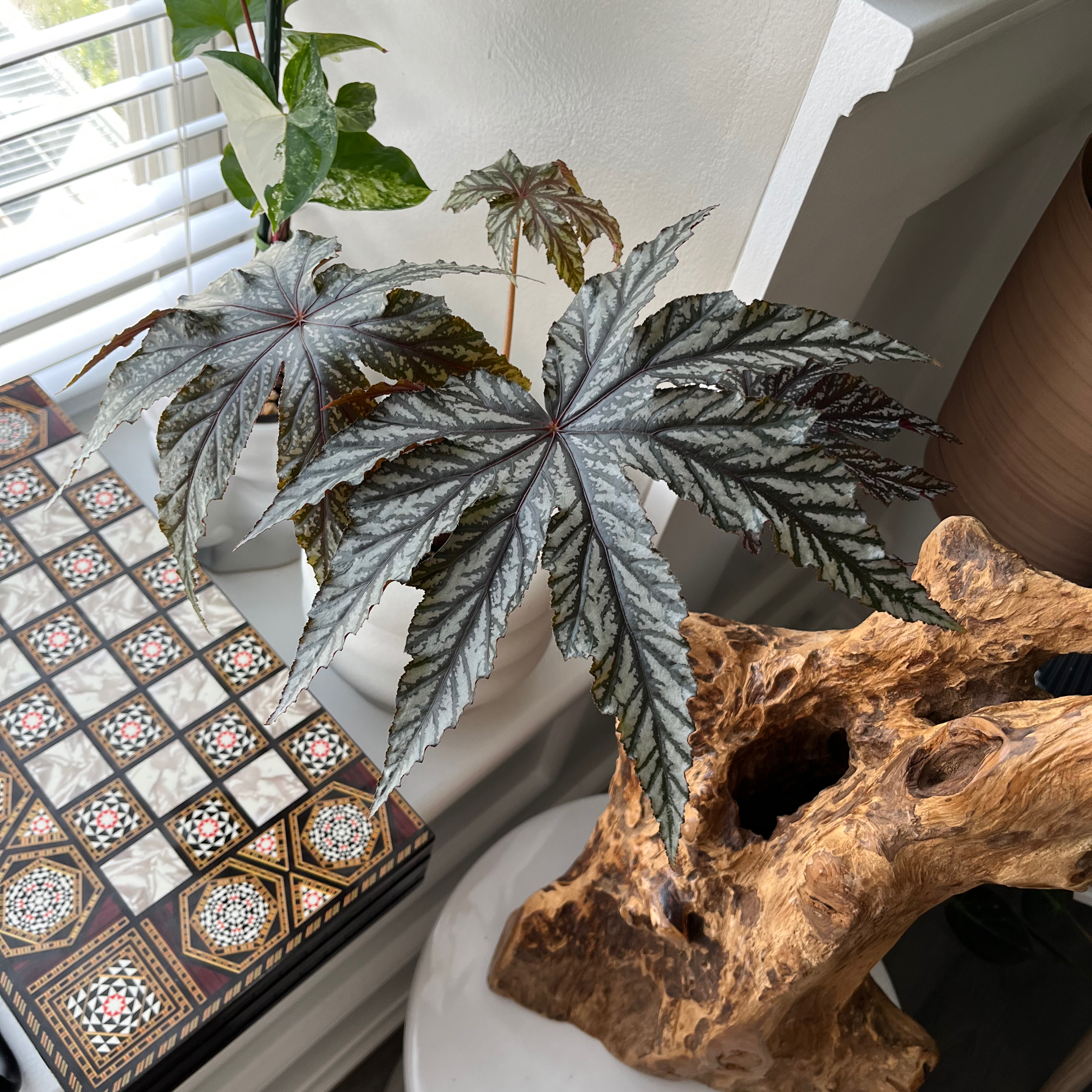Painted-leaf Begonia with distinctively patterned leaves, placed indoors near a window.