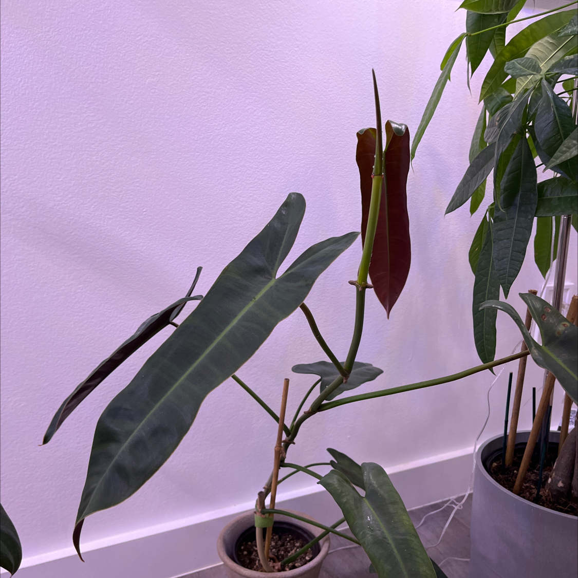 Philodendron atabapoense plant with elongated leaves, some browning visible.