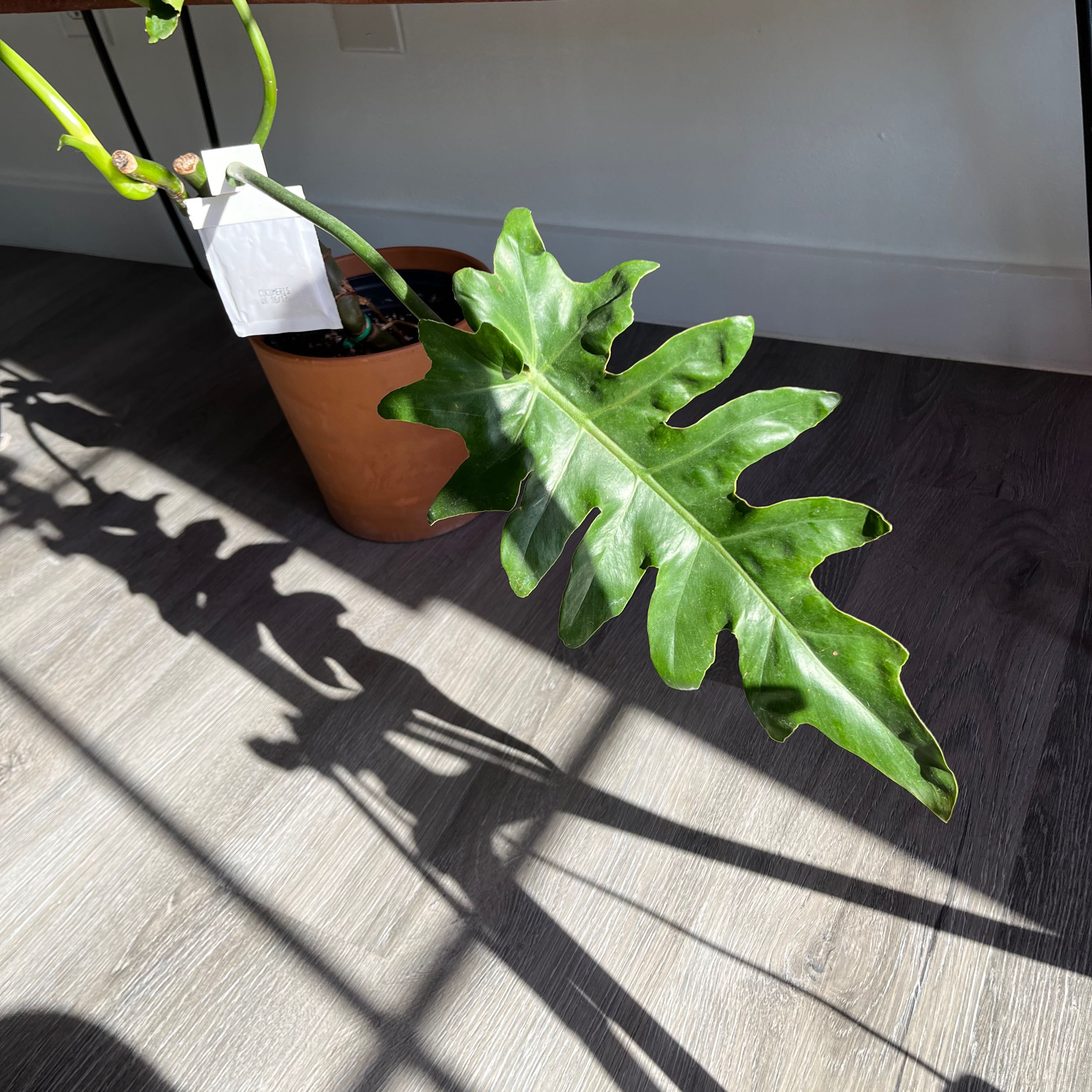 Photo of the plant species Philodendron 'Bob Cee' by @Anwar named Ulysses S Plant on Greg, the plant care app