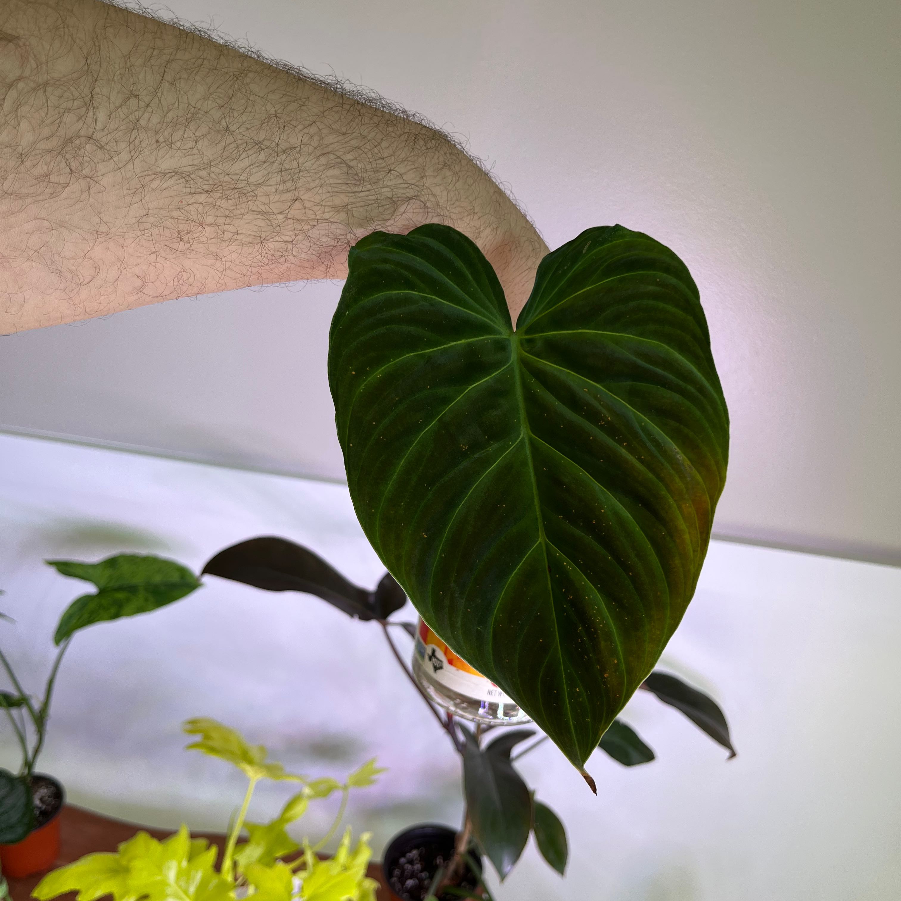 A healthy Philodendron Splendid leaf held by a hand, with other plants in the background.