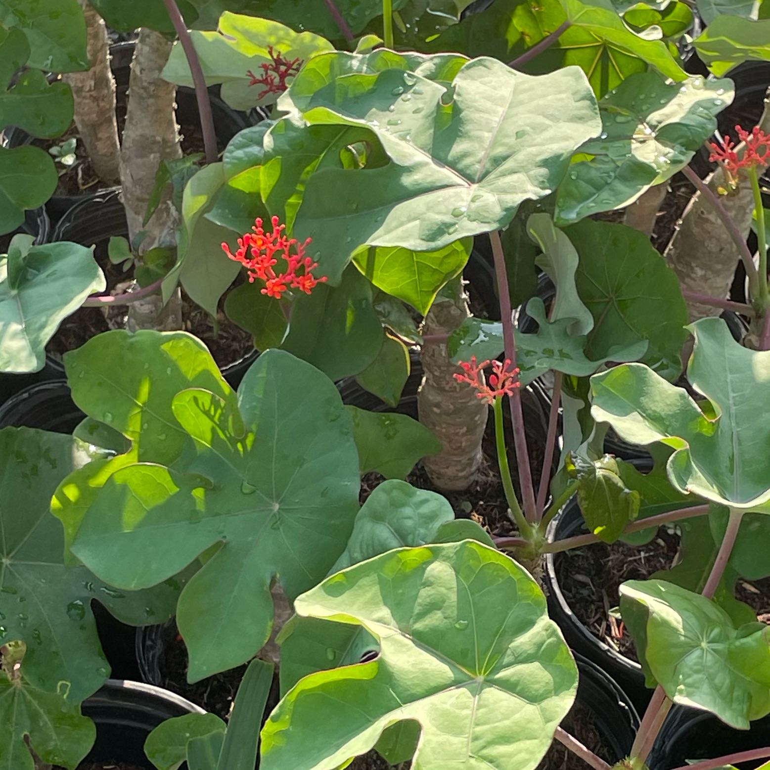 Buddha Belly Plant with large green leaves and red flowers, multiple plants visible.
