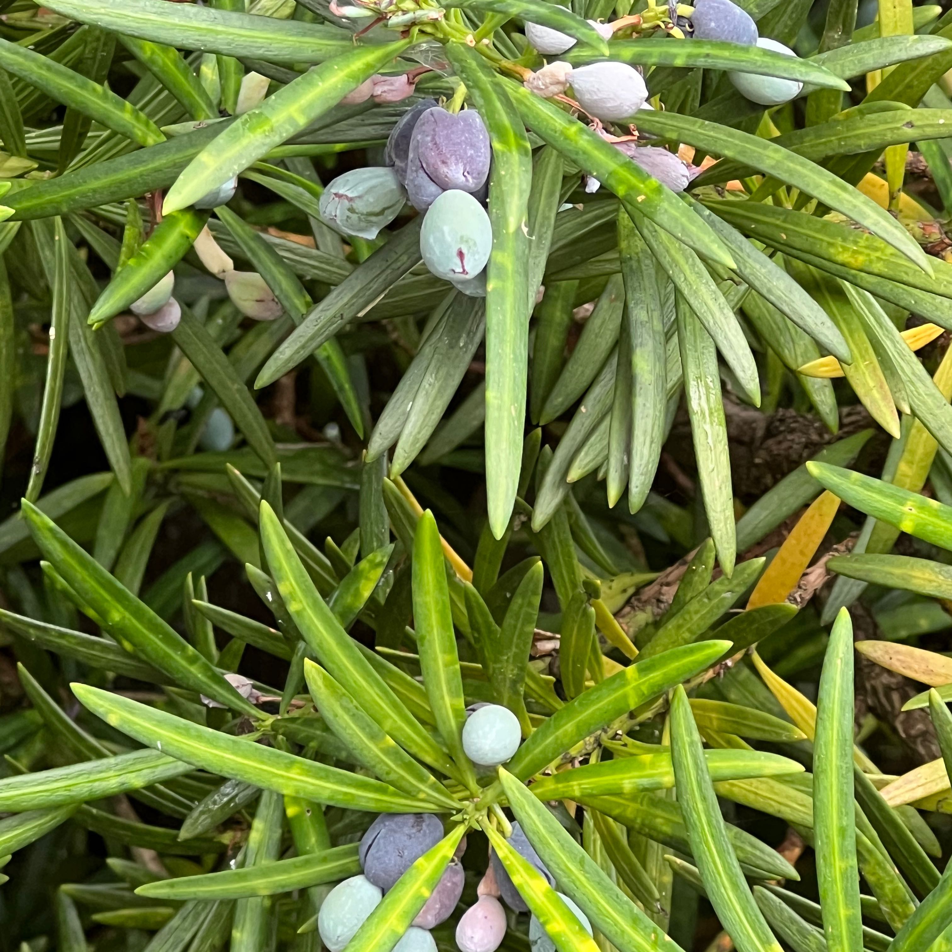 Close-up of an English Yew plant with green needle-like leaves and visible berries.