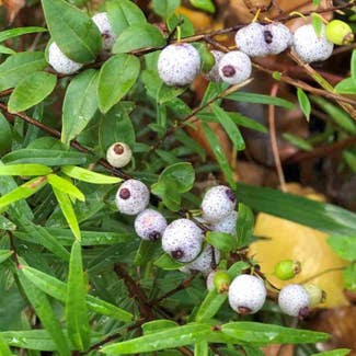 Common Myrtle plant in Somewhere on Earth