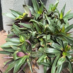 Moses-in-the-Cradle plant