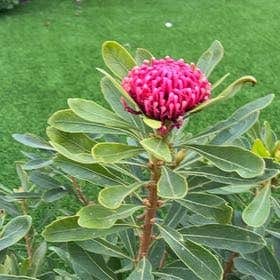 Photo of the plant species New South Wales Waratah by @PrimoPalmier named Kesha on Greg, the plant care app