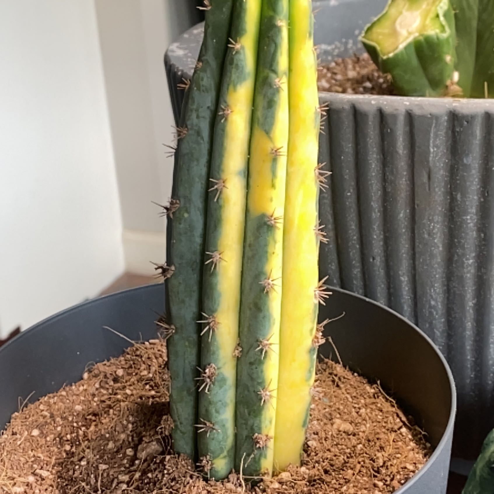 Photo of the plant species Variegated San Pedro Cactus by @StrongLuckyred named Zeus on Greg, the plant care app
