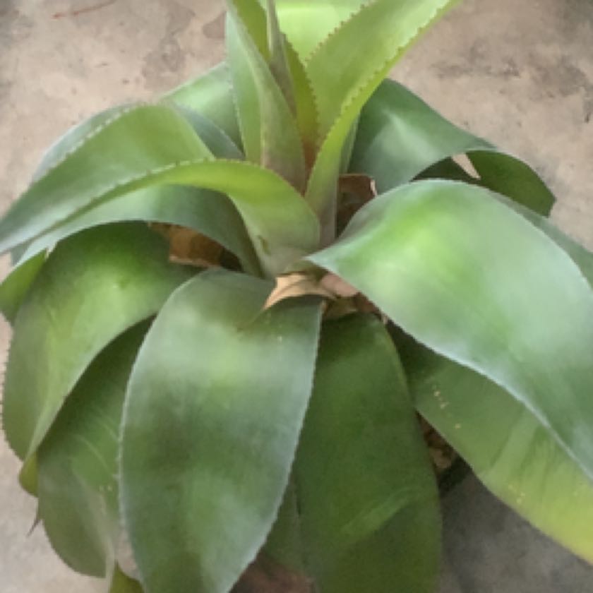 Photo of the plant species Mangave by @kyleboze named MANGAVE I on Greg, the plant care app