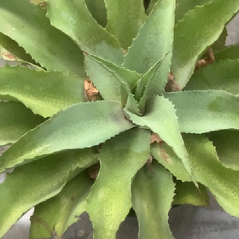 Photo of the plant species Mangave 'Mission to Mars' by @kyleboze named MANGAVE II on Greg, the plant care app
