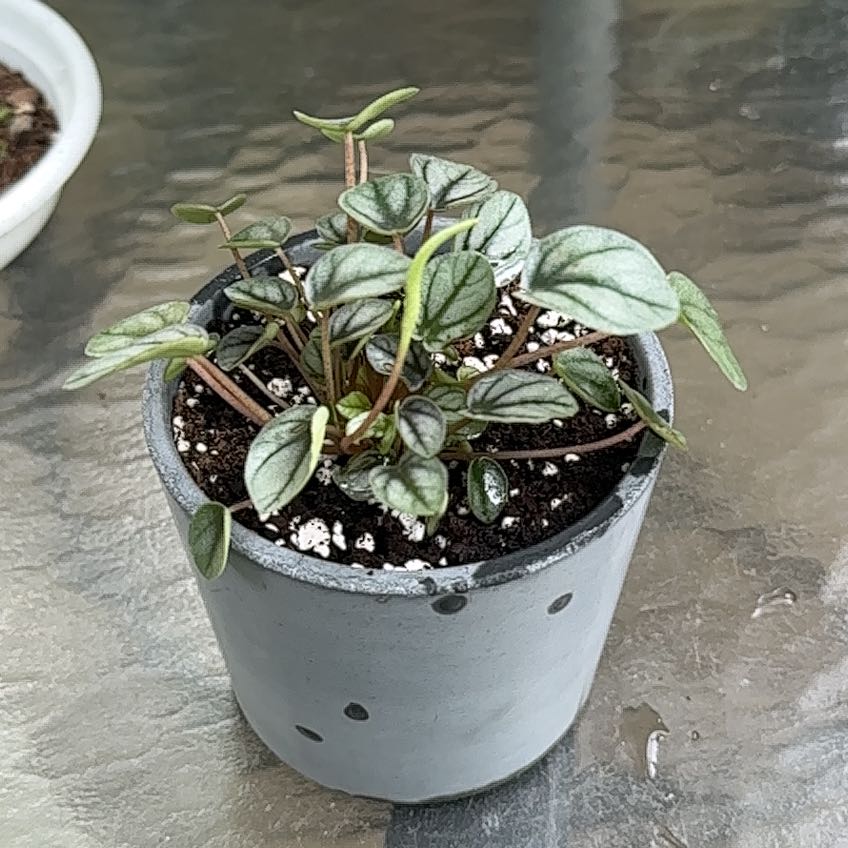 Photo of the plant species Peperomia 'Little Toscani' by @_kit named Keanu Leaves on Greg, the plant care app