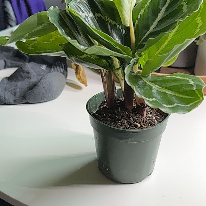 Photo of the plant species Green Lipstick Calathea by @_kit named Sage on Greg, the plant care app