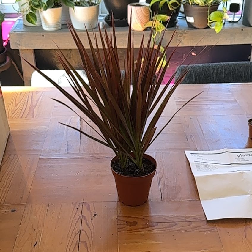 Dracaena plant in a small pot on a wooden table with other plants in the background.