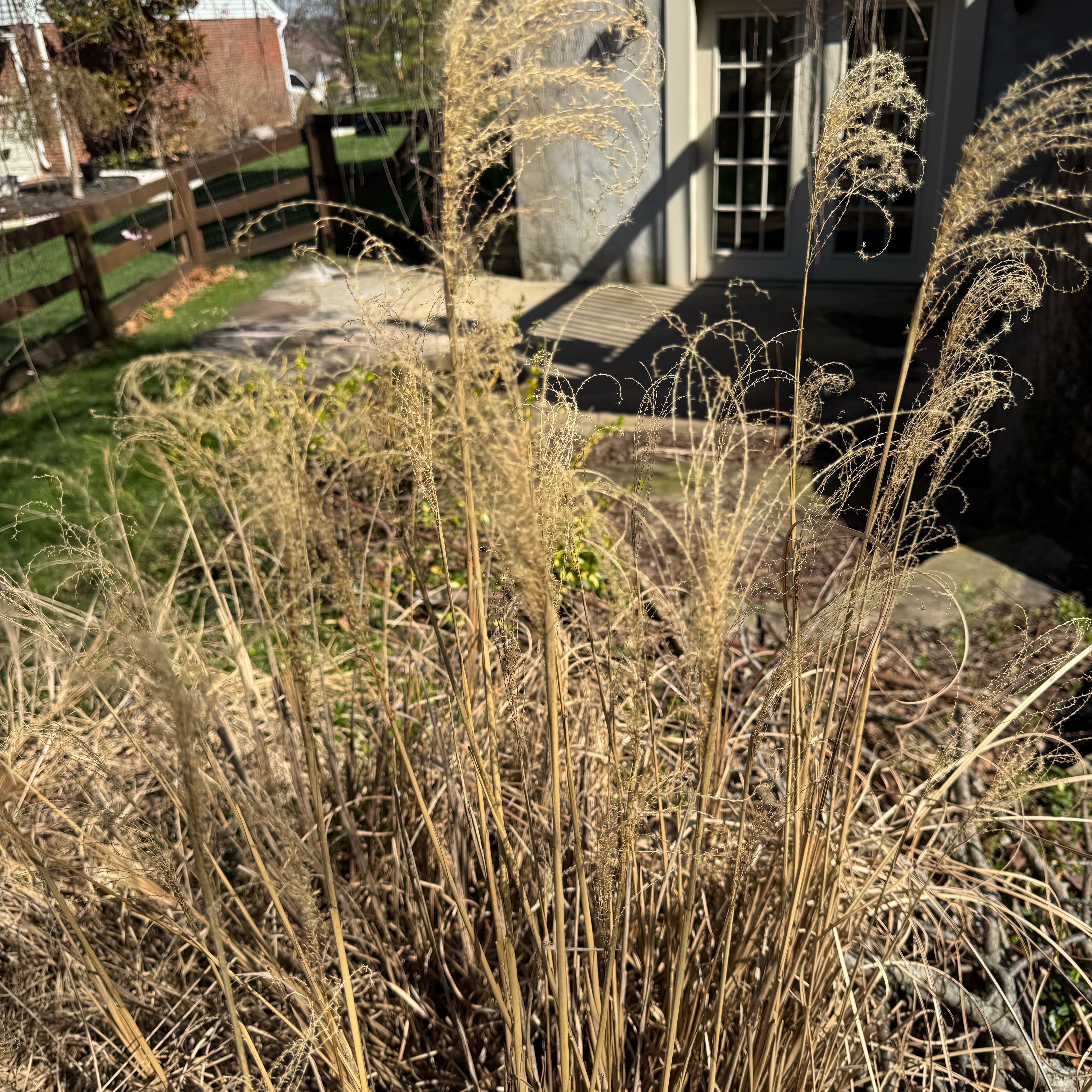 Photo of the plant species Maiden Grass by @MaternalSkimmia named Bruce Lee on Greg, the plant care app