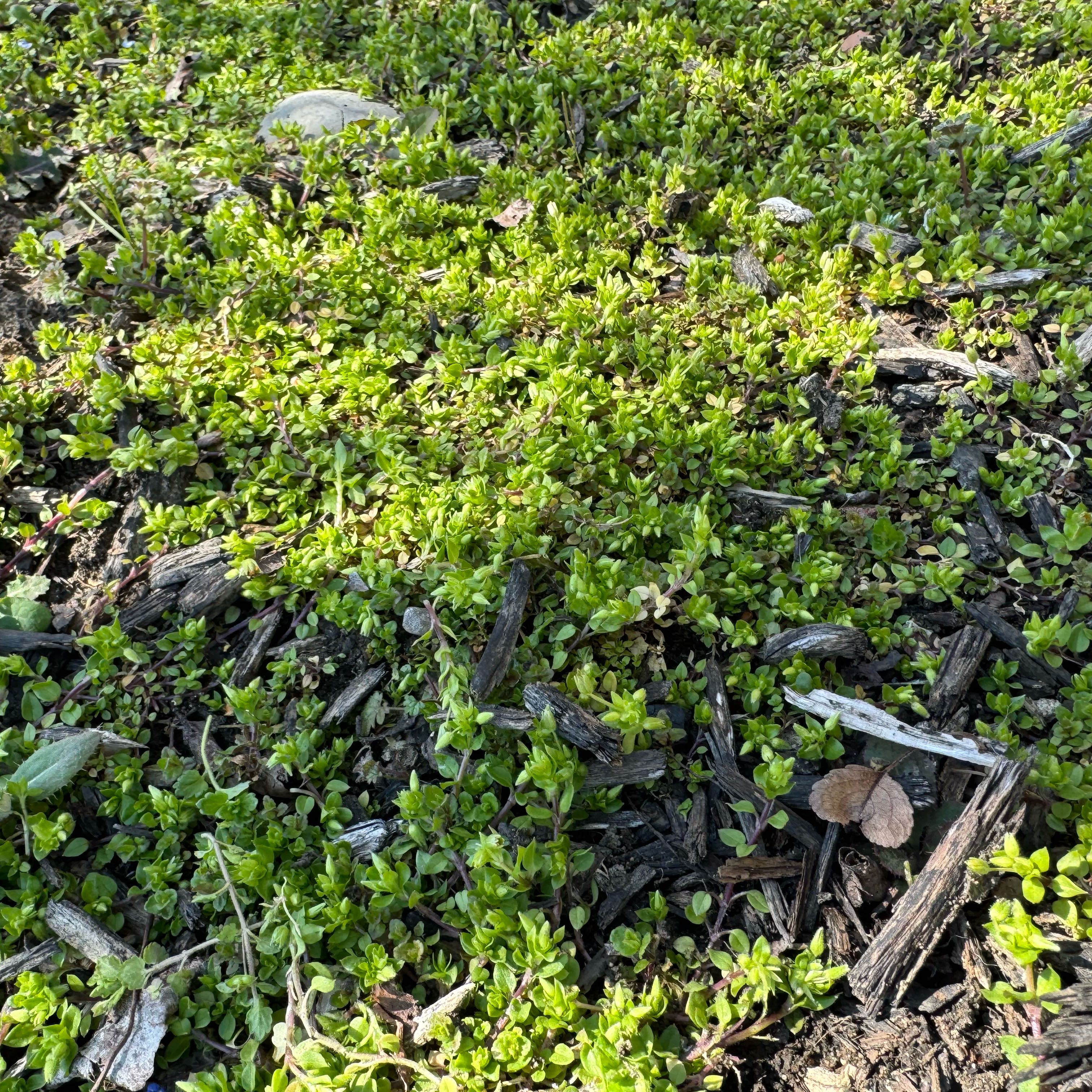 Photo of the plant species Thyme-Leafed Gratiola by @MaternalSkimmia named James Dean on Greg, the plant care app