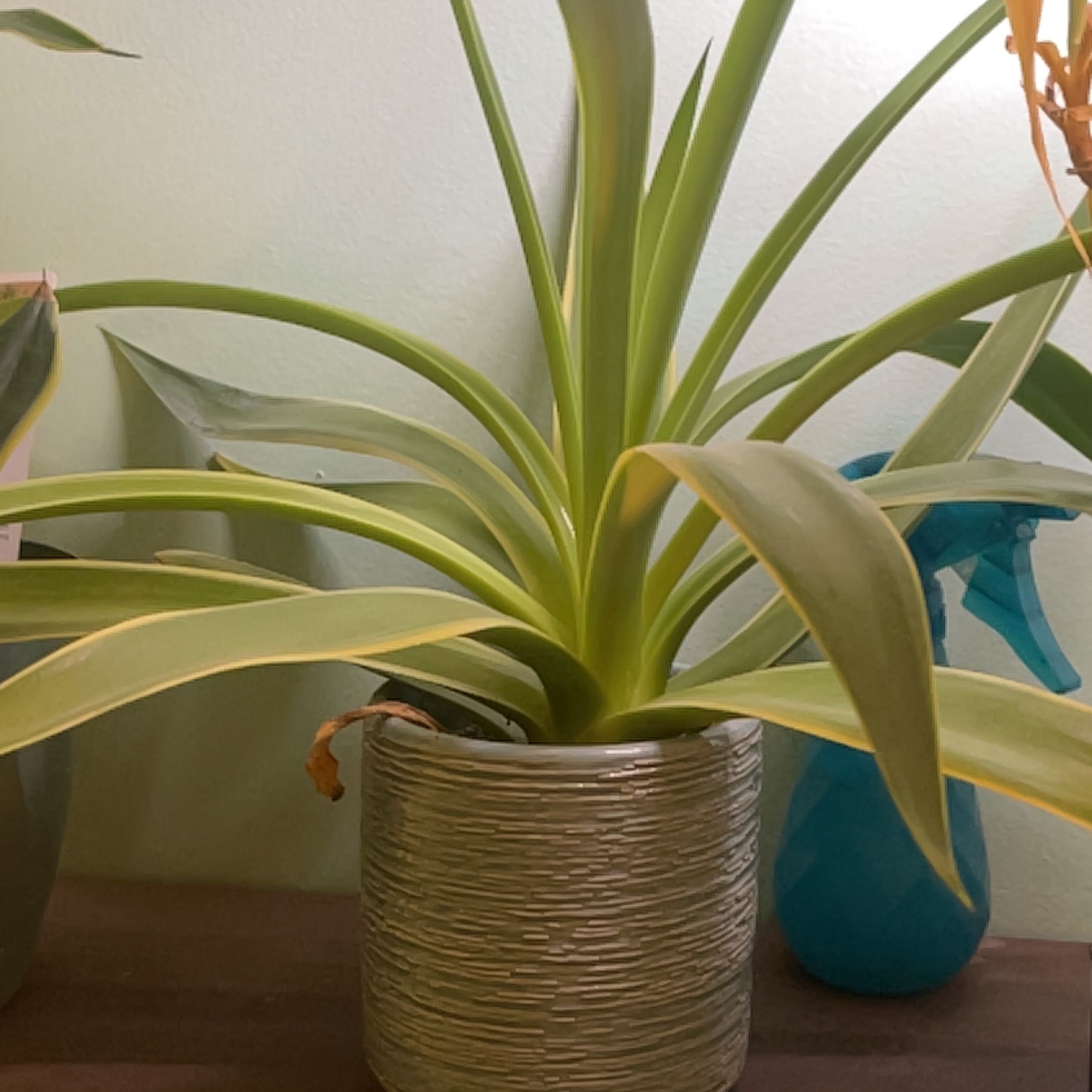 Photo of the plant species Agave demeesteriana by @ReallyThaibasil named Maya on Greg, the plant care app