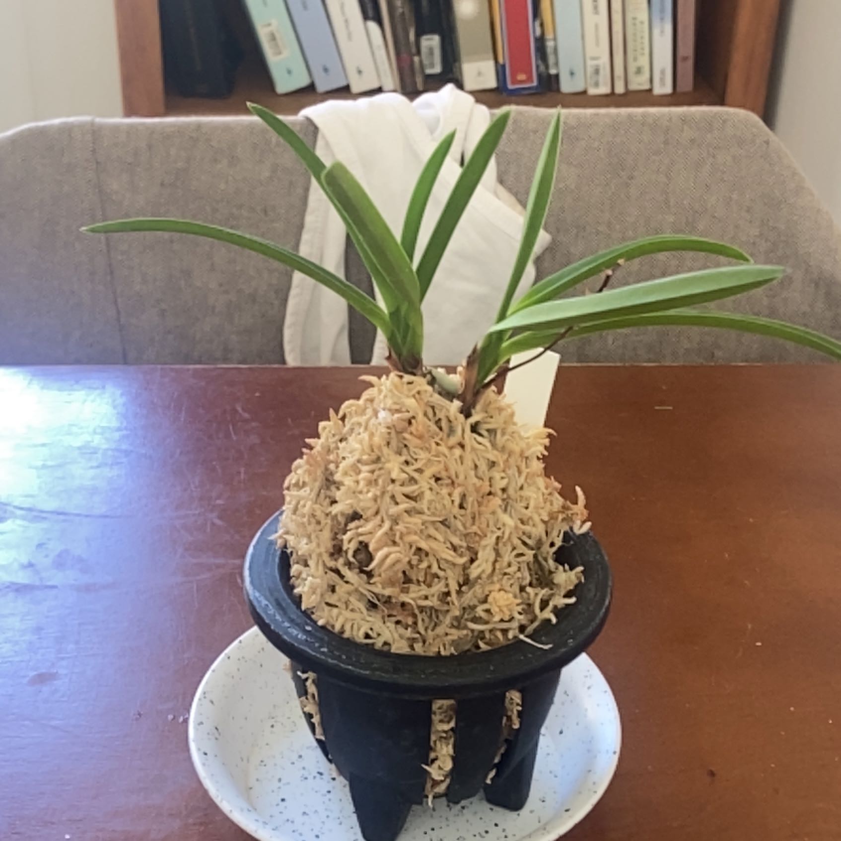 Photo of the plant species wind orchid by @CreativeCamphor named Kouyou on Greg, the plant care app