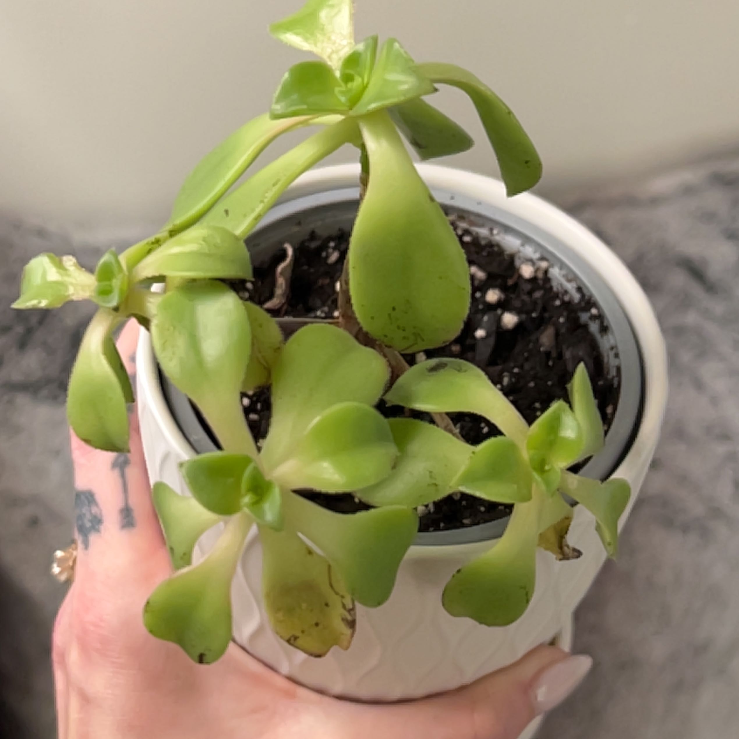 Kiwi