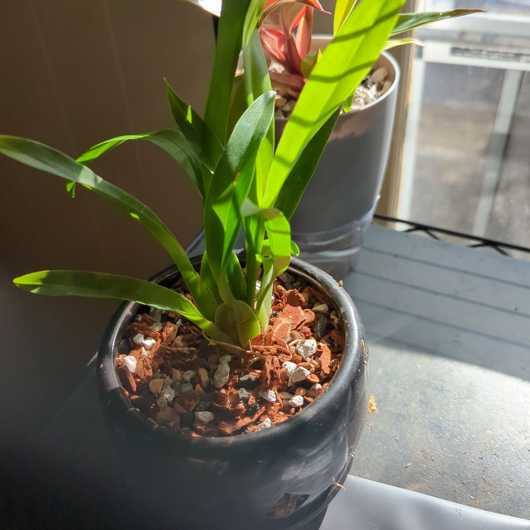 Potted Oncidium sharry baby 'Sweet Fragrance' plant with visible soil and healthy green leaves.