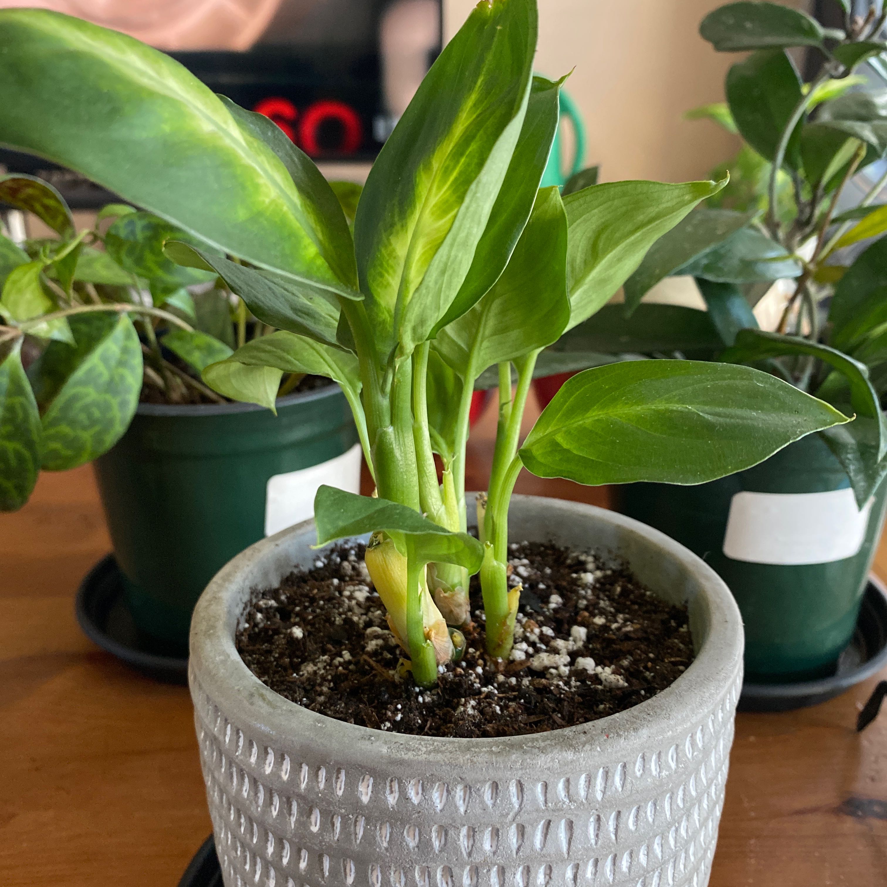 Dieffenbachia 'Tropic Marianne' plant in a pot with visible soil and healthy green leaves.