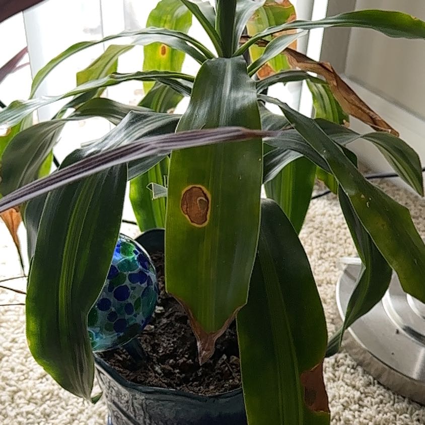 Photo of the plant species Corn Plant by @SuaveKeylime named Pax on Greg, the plant care app