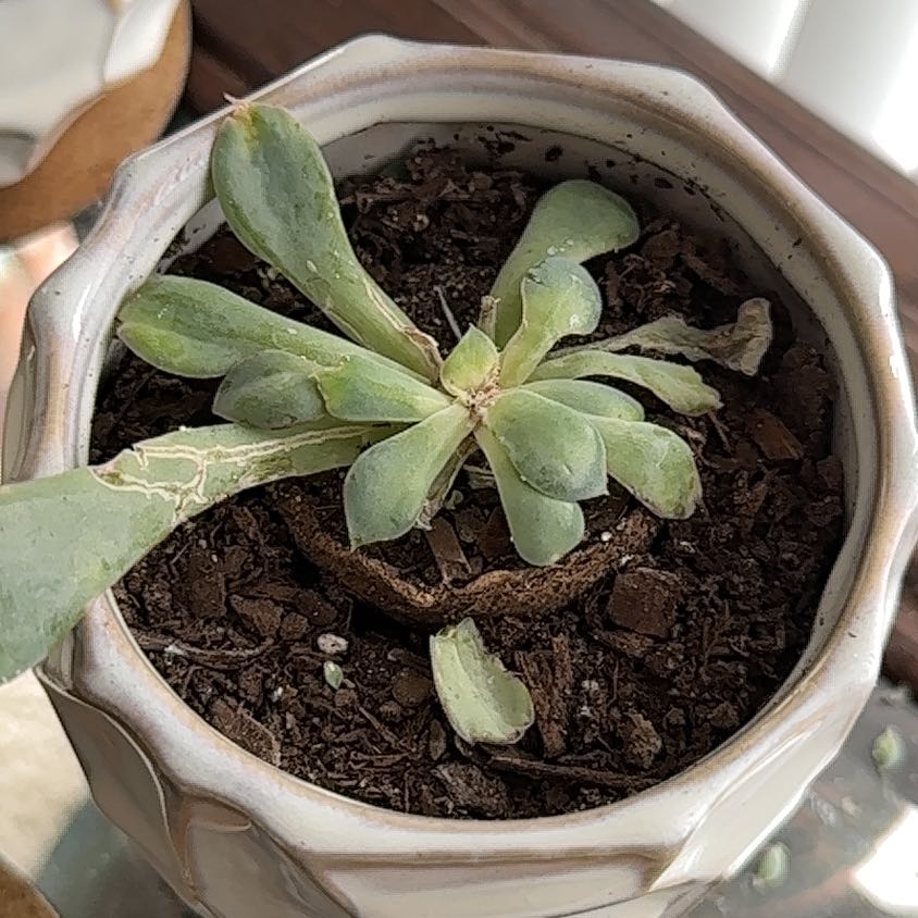 Photo of the plant species Shattering Echeveria by @SuaveKeylime named Stella on Greg, the plant care app