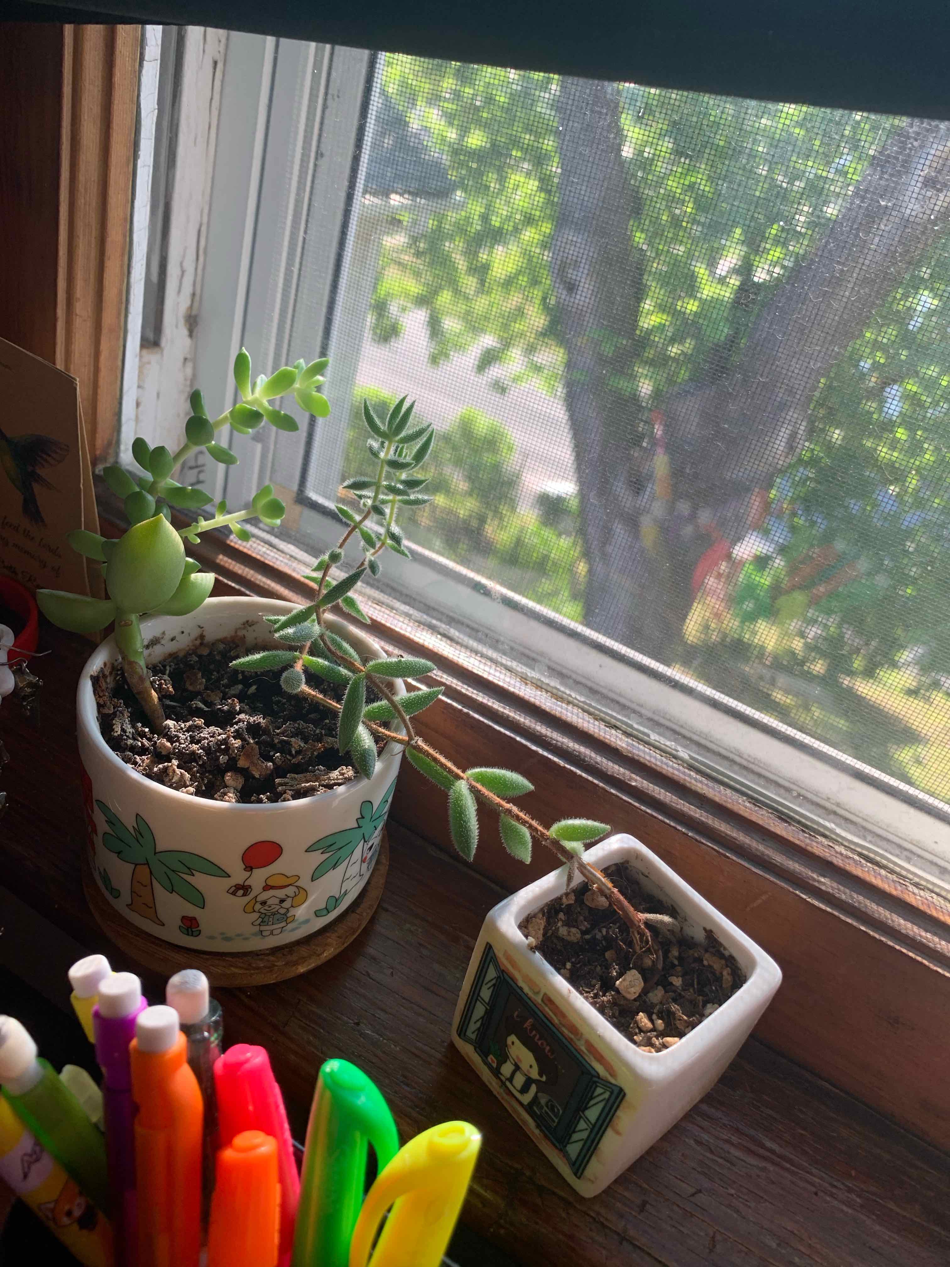 Two potted plants on a windowsill, one healthy and one struggling, with a tree visible outside.