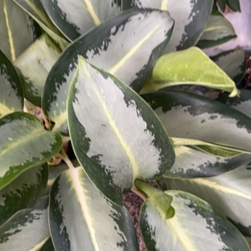 Photo of the plant species Aglaonema 'Ernesto's Favorite' by @Juls named Bigleef Smalls on Greg, the plant care app