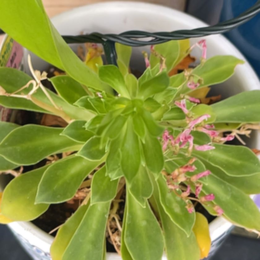 Photo of the plant species Threeleaf Lewisia by @Juls named Keanu Leaves on Greg, the plant care app