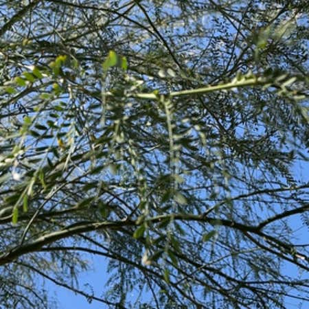 Photo of the plant species Palo Verde by @KeenGreen named Leaf Erickson on Greg, the plant care app