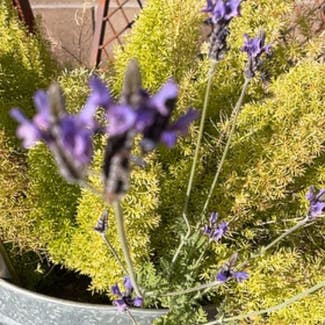 Fernleaf Lavender plant in Sun City, Arizona
