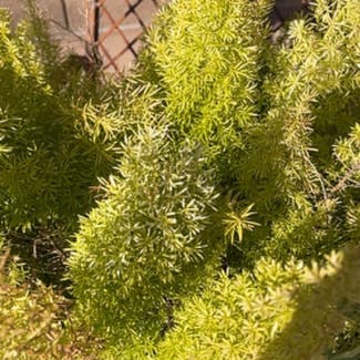 Plume Asparagus plant in Sun City, Arizona