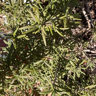 Rosemary plant in Sun City, Arizona